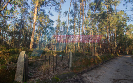 Terreno Florestal em Freiriz
